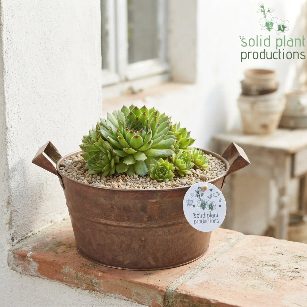 Sempervivum Succulent Arrangement in Zinc Pot – 20cm