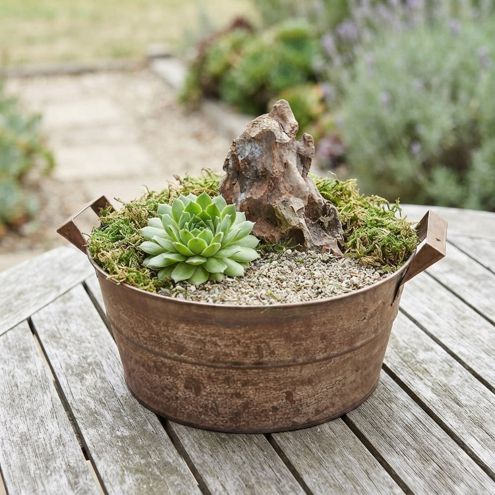 Large Sempervivum Arrangement in Zinc Pot – 22cm