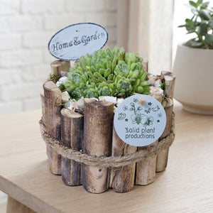 Sempervivum Arrangement – 17cm Wooden Pot