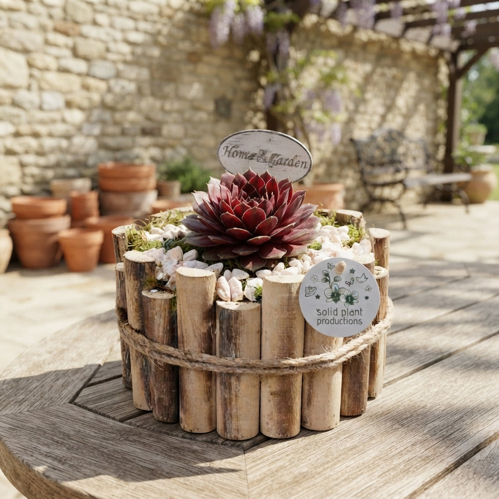Large Sempervivum Arrangement – 24cm Wooden Pot