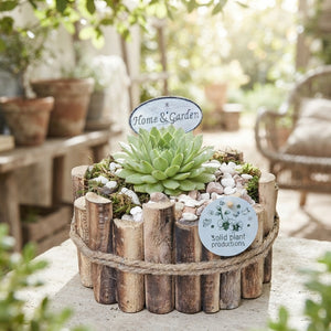 Sempervivum Bologna Arrangement – 23cm Wooden Pot