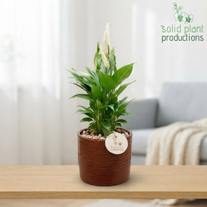 Decorative Green Plant Arrangement – 13cm Ceramic Pot