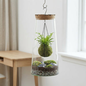 Mixed Colour Kokedama Terrarium – 15cm Glass Pot