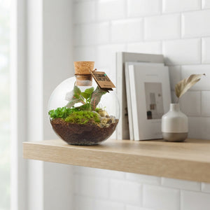 Mixed Plant Terrarium Arrangement – 12.5cm Glass Pot