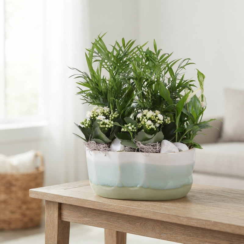 Soft Elegance Indoor Plant Arrangement – 17cm Ceramic Pot
