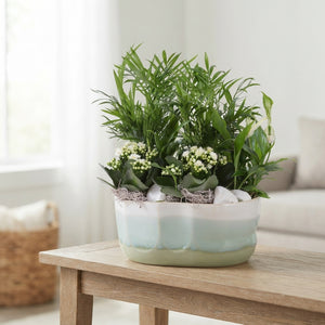 Soft Elegance Indoor Plant Arrangement – 17cm Ceramic Pot
