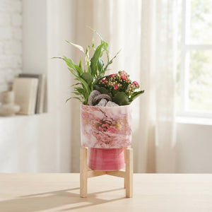 Fresh Breeze Indoor Plant Arrangement – 14cm Ceramic Pot