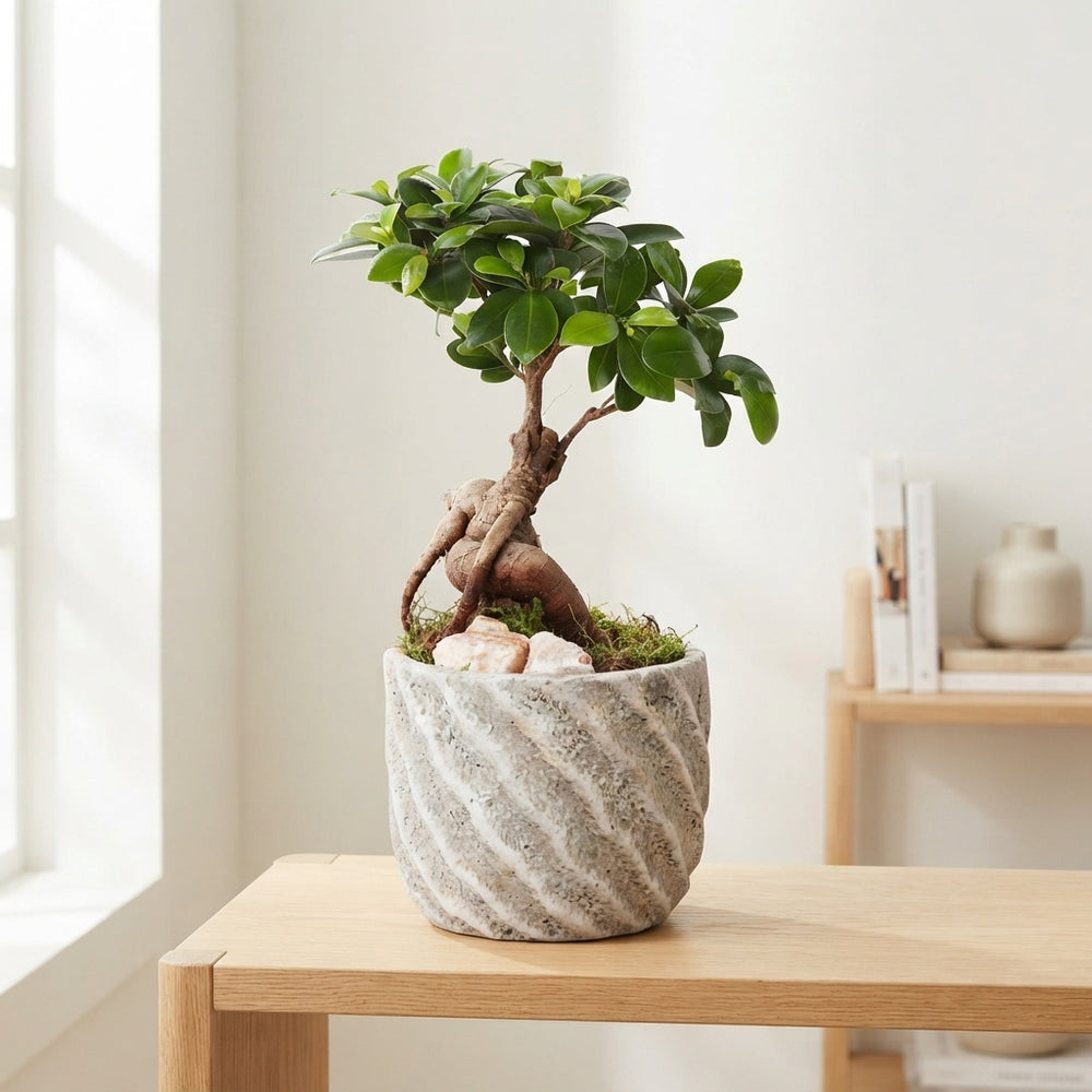 Year-Round Indoor Plant Arrangement – 14cm Ceramic Pot