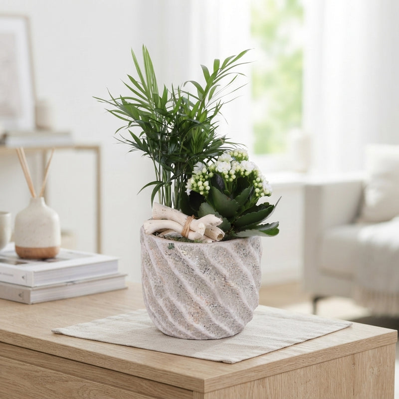 Soft Elegance Indoor Plant Arrangement – 14cm Ceramic Pot