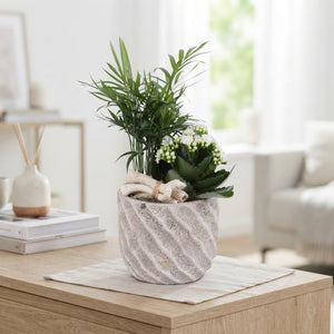 Soft Elegance Indoor Plant Arrangement – 14cm Ceramic Pot