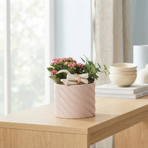 Soft Elegance Indoor Plant Arrangement – 14cm Ceramic Pot