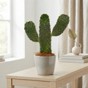 Consolea rubescens Cactus – 9cm Pot, 35cm High
