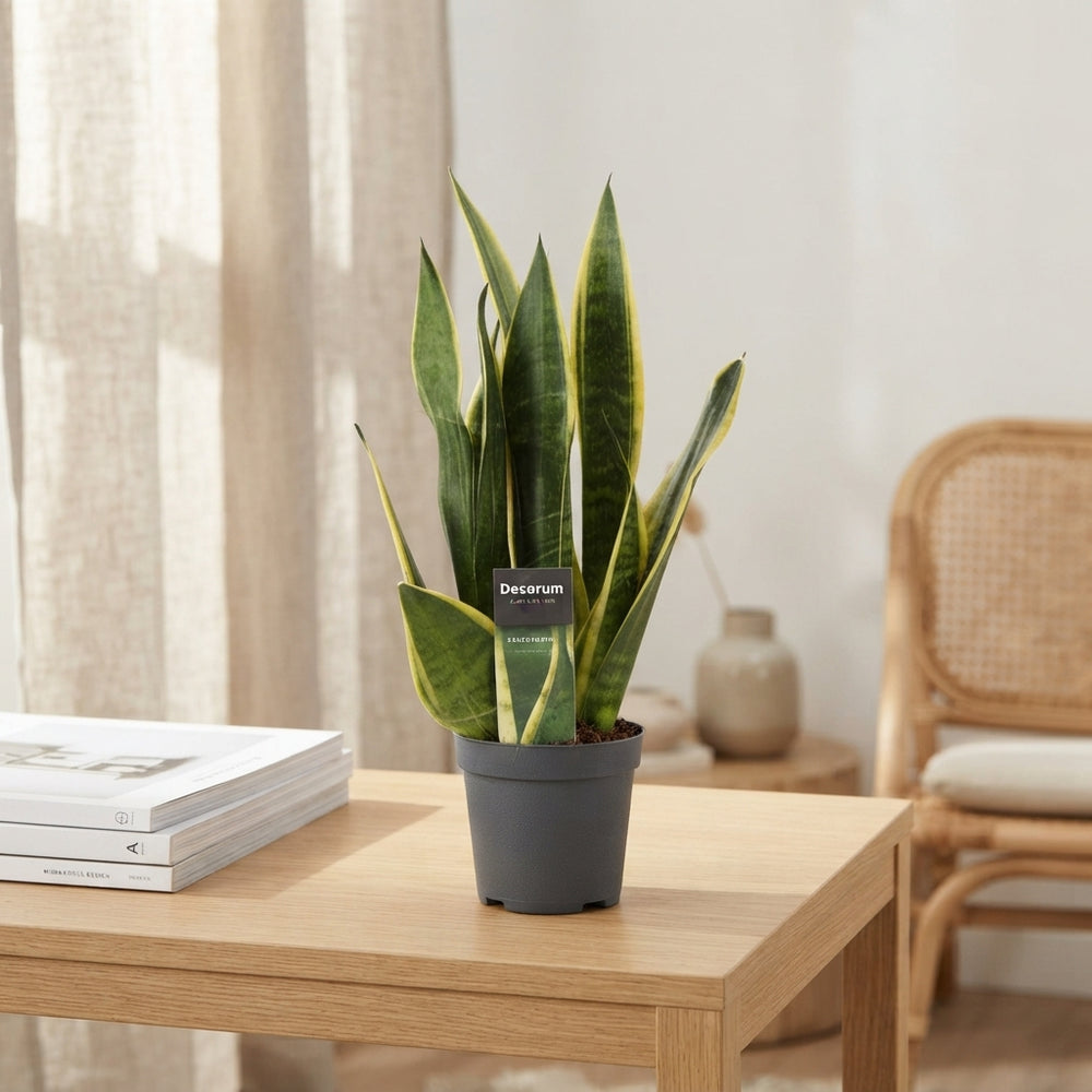 Mixed Green Houseplant – 12cm Pot, Approx. 35cm