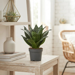 Mixed Green Houseplant – 9cm Pot