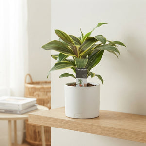 Mixed Green Houseplant – 12cm Pot, 50cm High