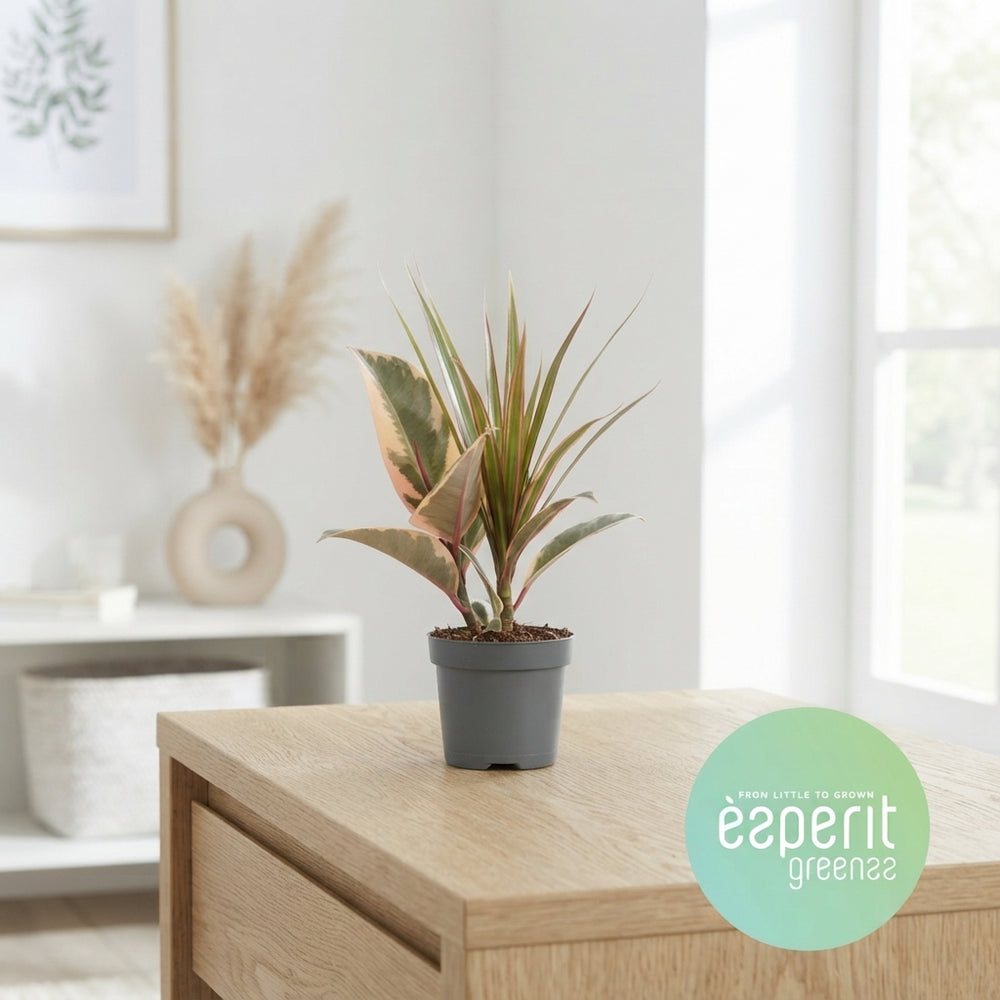 Mixed Green Houseplant – 8.5cm Pot