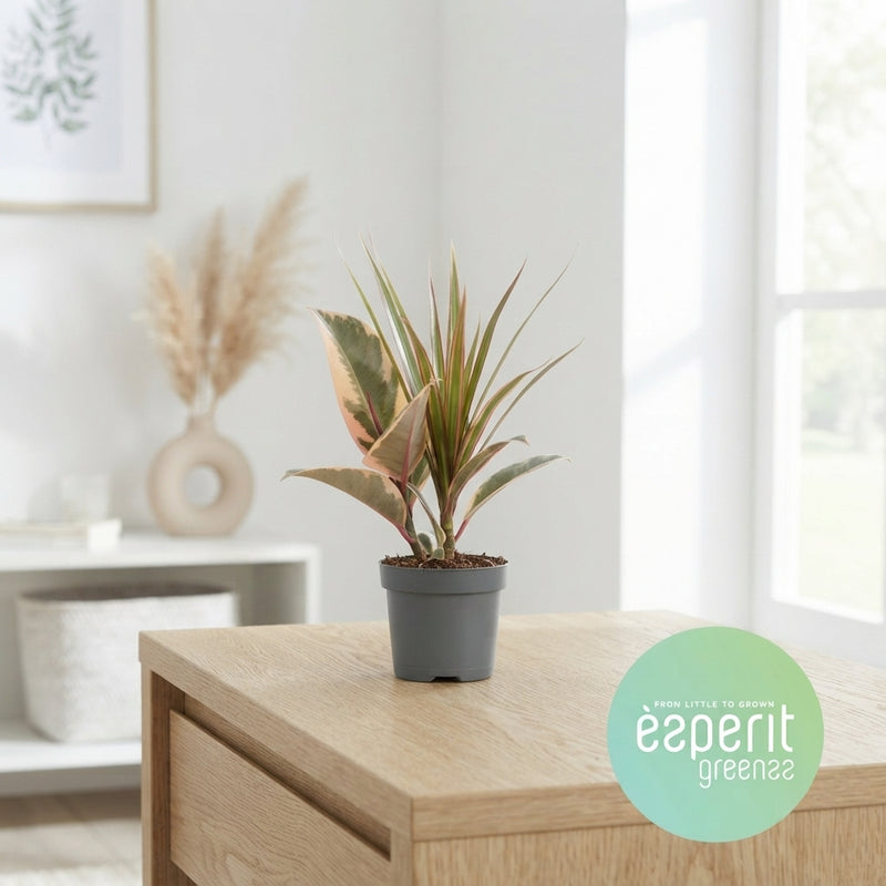 Mixed Green Houseplant – 8.5cm Pot