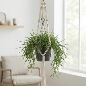 Mixed Green Houseplant in Hanging Pot – 17cm