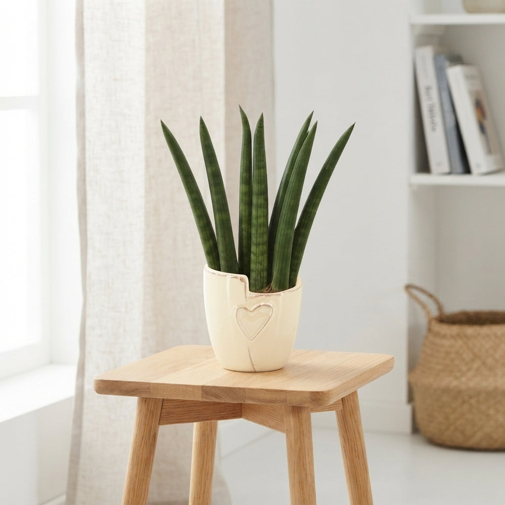 Mixed Green Houseplant in Ceramic Pot – 6cm