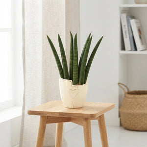 Mixed Green Houseplant in Ceramic Pot – 6cm
