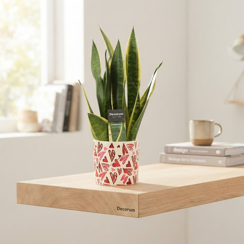 Mixed Green Houseplant in Ceramic Liam Pot – 12cm