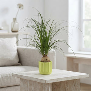 Mixed Green Houseplant in Naemi Ceramic Pot – 9cm
