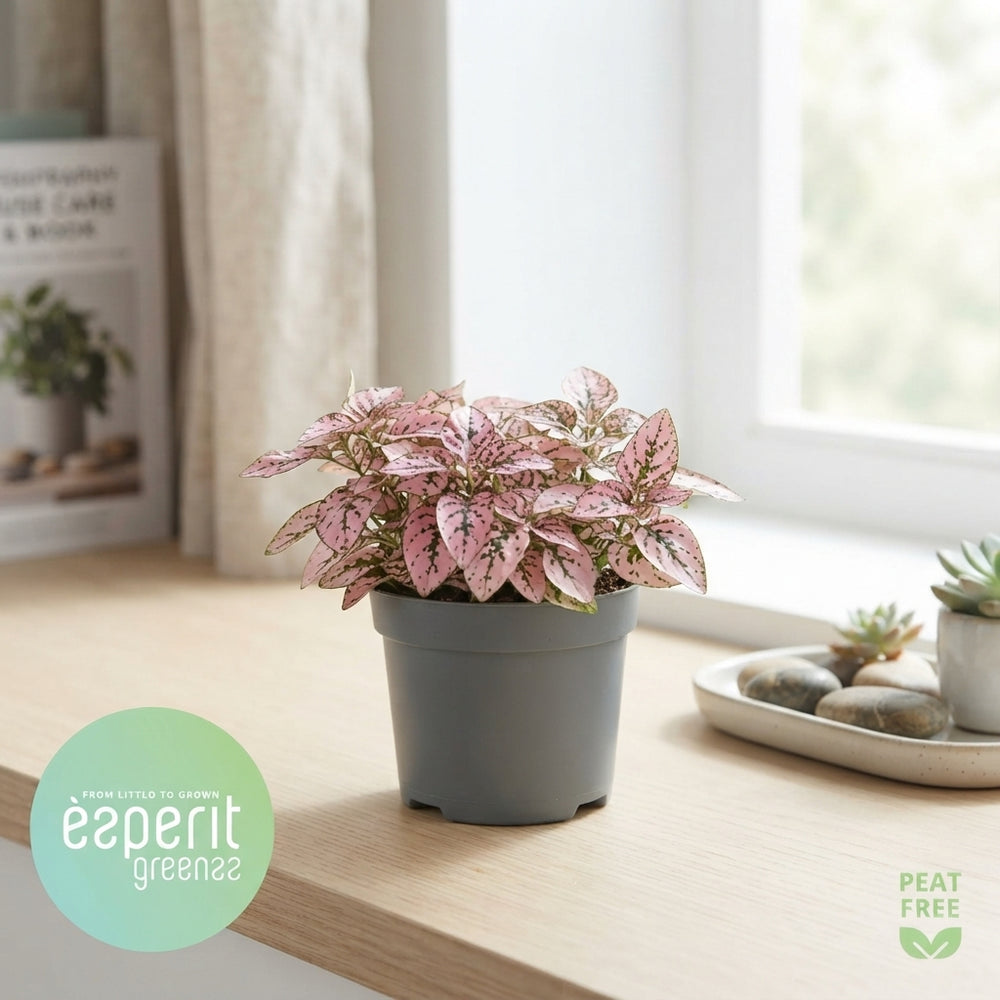 Mixed Pink and Purple Houseplant – 8.5cm Pot