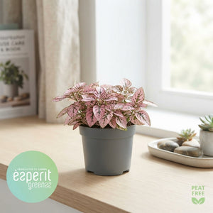 Mixed Pink and Purple Houseplant – 8.5cm Pot