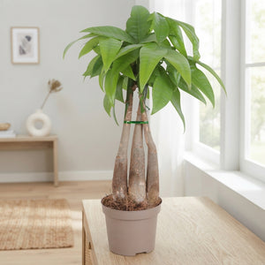 Money Tree (Pachira aquatica) – 9cm Pot