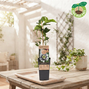 Passion Fruit Plant (Passiflora edulis) – 15cm Pot