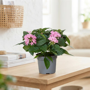 Pentas Starcluster Mixed – 13cm Pot