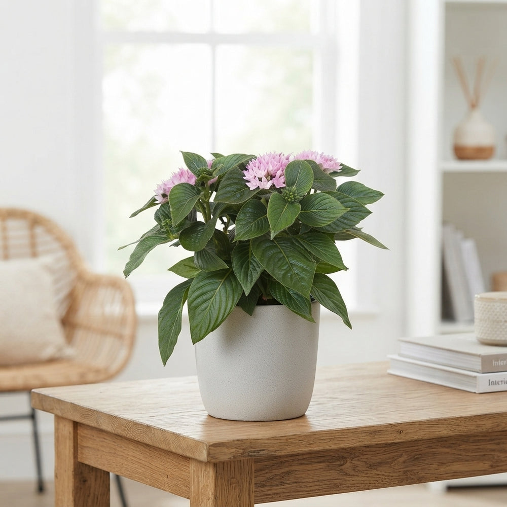 White Pentas ‘Starcluster’ – 13cm Pot