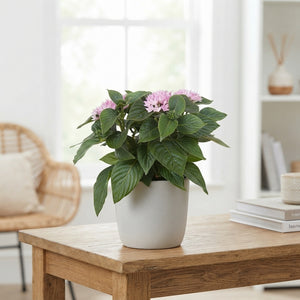 White Pentas ‘Starcluster’ – 13cm Pot