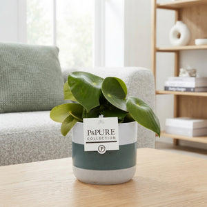 Raindrop Peperomia (Peperomia polybotrya) – 12cm Pot