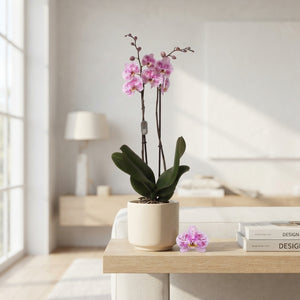 Pink Phalaenopsis Orchid – 2 Stem, 12cm Pot