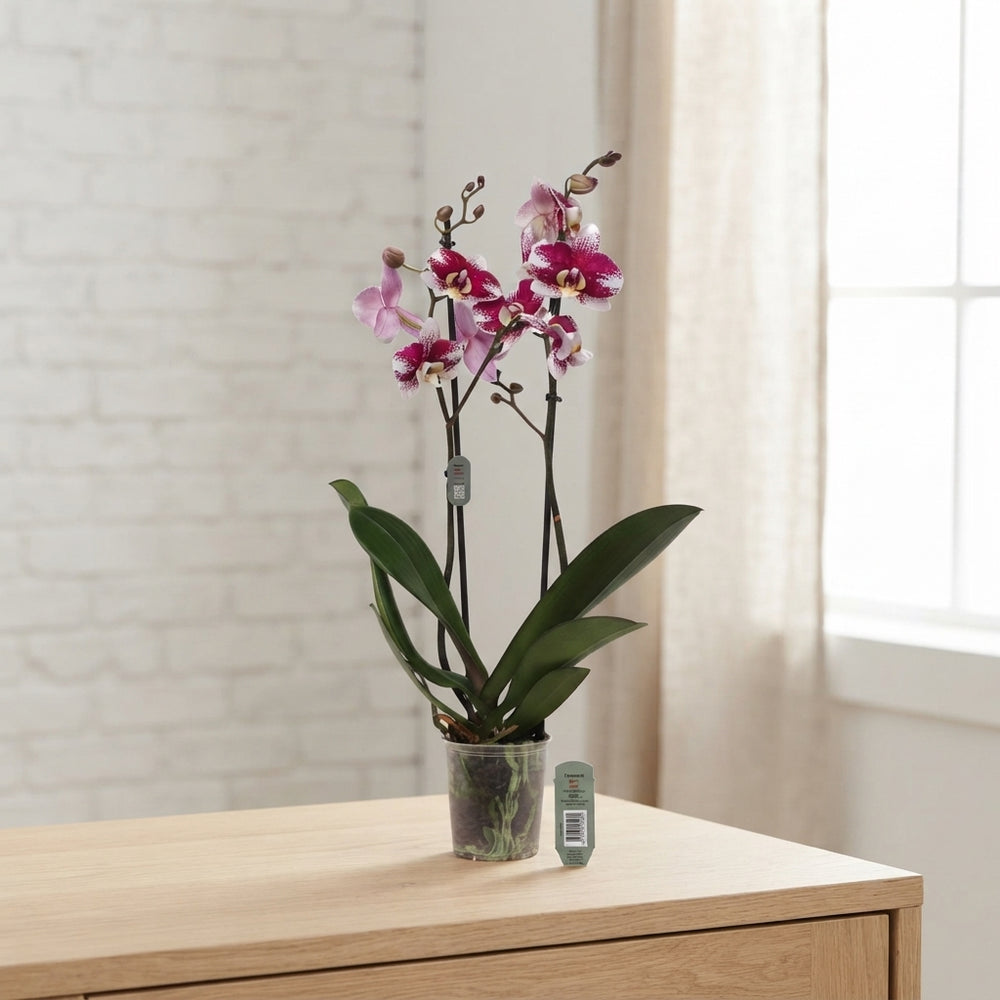 Phalaenopsis Orchid ‘Barcelona’ – 2 Stem, 12cm Pot