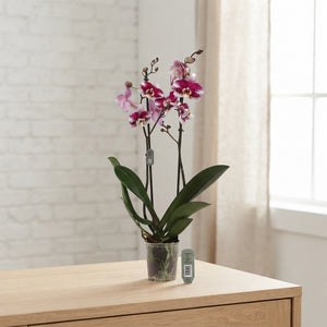 Phalaenopsis Orchid ‘Barcelona’ – 2 Stem, 12cm Pot