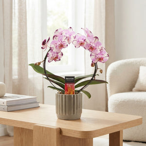 Mixed Phalaenopsis Orchid – 2 Stem, 12cm Ceramic Pot