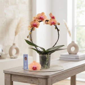 Salmon Phalaenopsis Orchid – 2 Stem, 12cm Pot