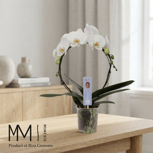 White Phalaenopsis Orchid (2 Stem) – 9cm Pot