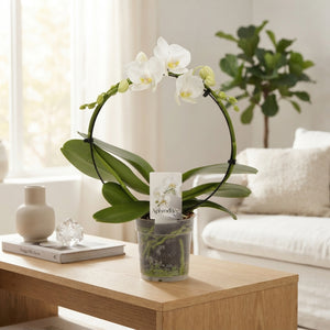 White Phalaenopsis Orchid ‘Goddess’ – 2 Stem, 12cm Pot