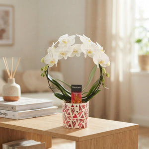 White Phalaenopsis Orchid – 2 Stem, 12cm Ceramic Pot