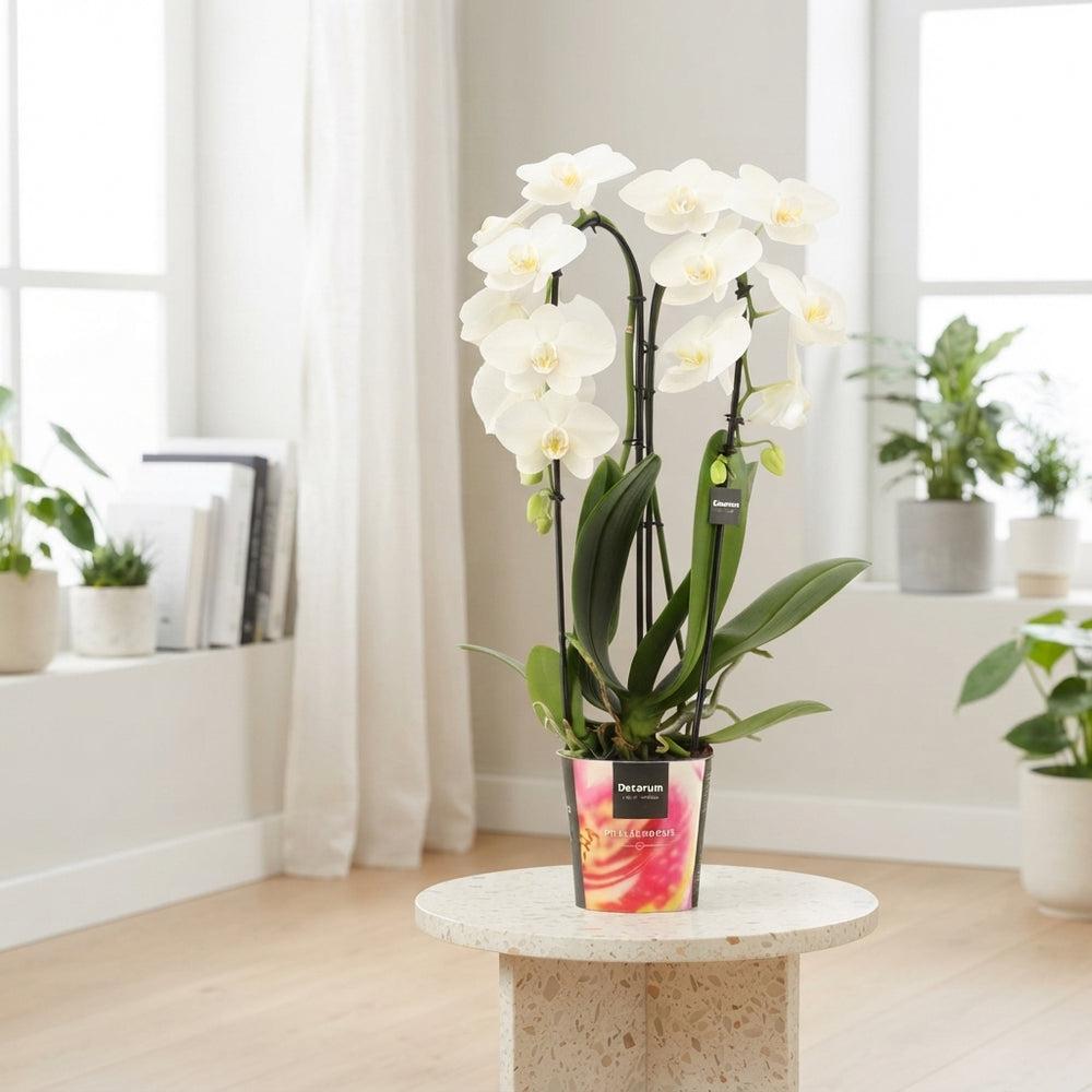 White Phalaenopsis Orchid – 2 Stem, 12cm Pot