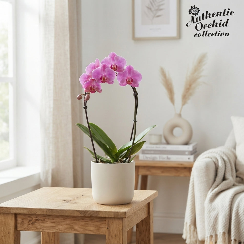 Mixed Phalaenopsis Orchid – 1 Stem, 12cm Pot