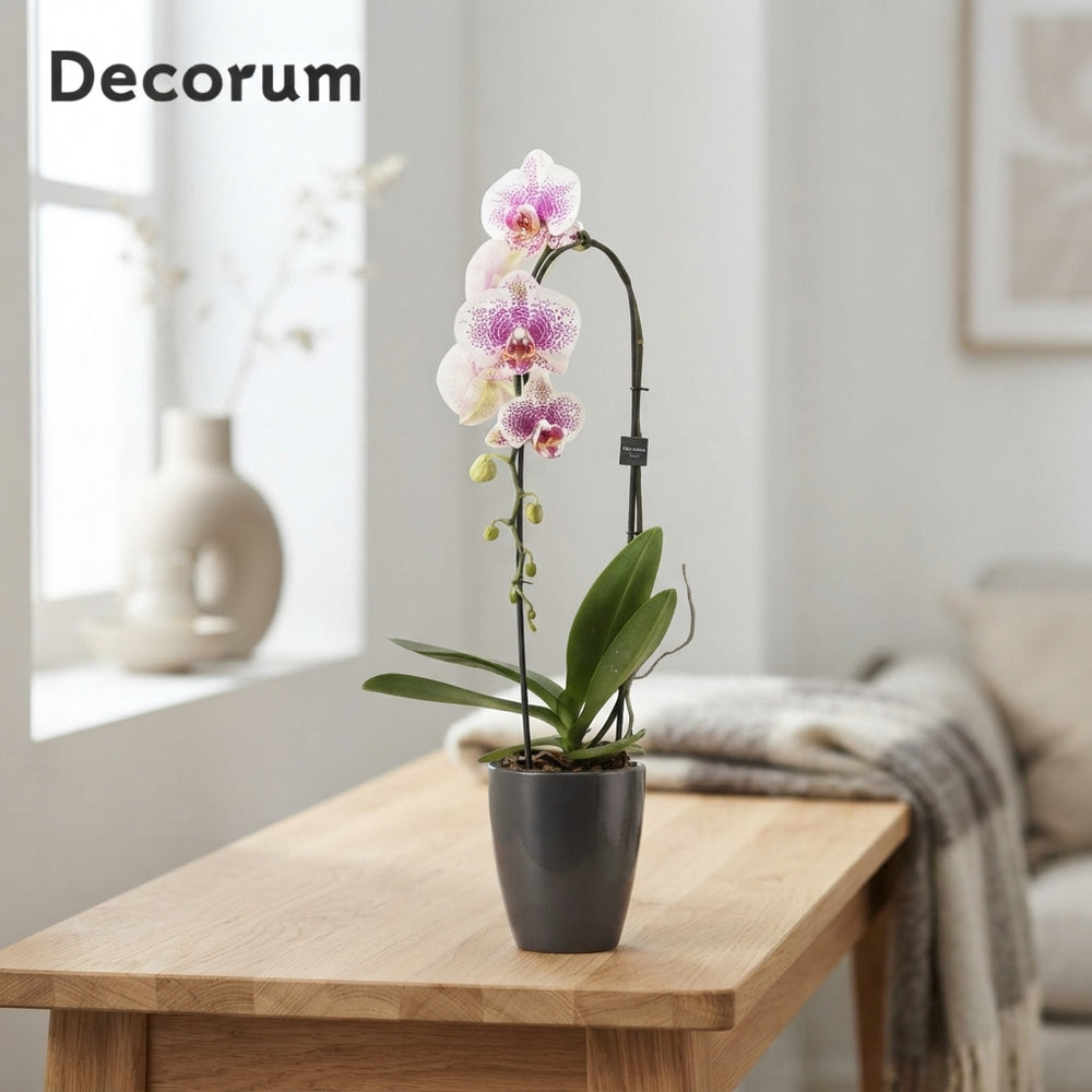 Mixed Phalaenopsis Orchid – 2 Stem, 12cm Ceramic Pot
