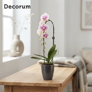 Mixed Phalaenopsis Orchid – 2 Stem, 12cm Ceramic Pot