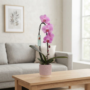 Mixed Phalaenopsis Orchid ‘Spirit’ – 2 Stem, 12cm Ceramic Pot