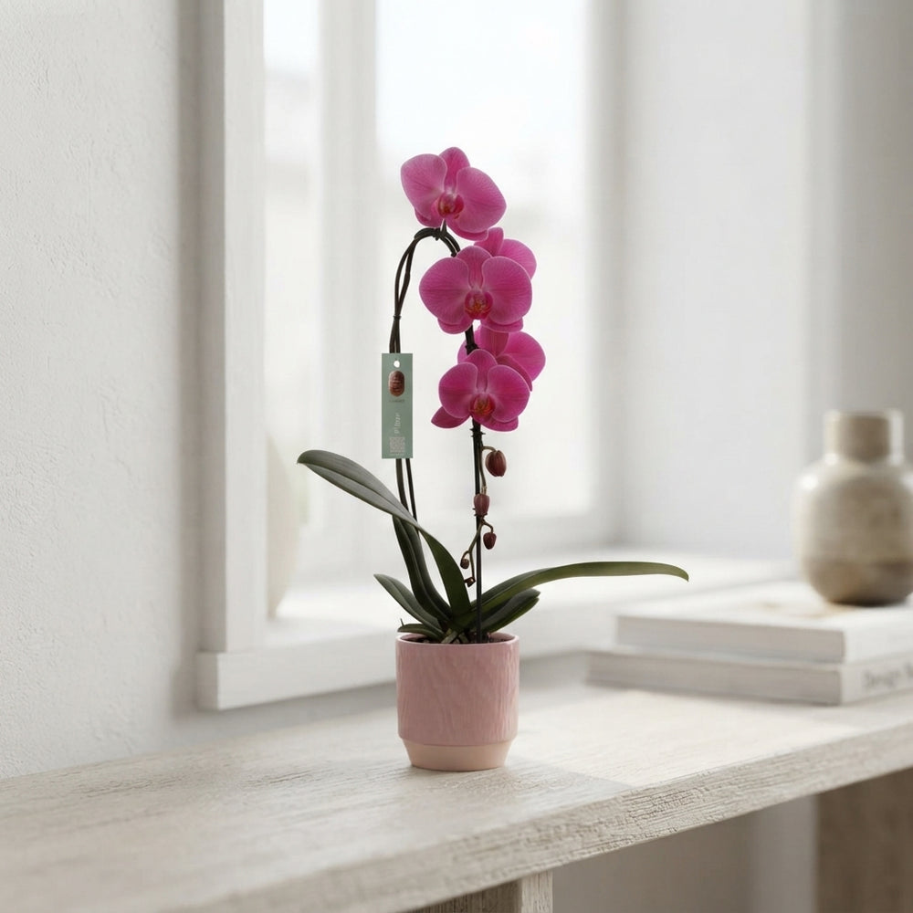 Mixed Phalaenopsis Orchid – 1 Stem, 12cm Ceramic Pot