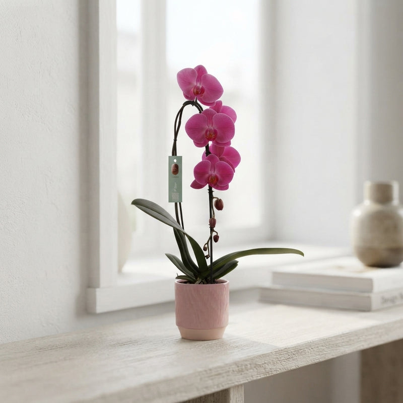 Mixed Phalaenopsis Orchid – 1 Stem, 12cm Ceramic Pot