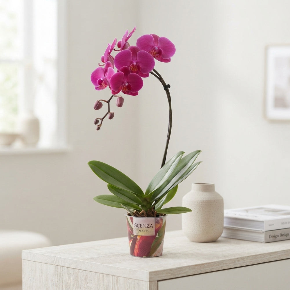 Mixed Phalaenopsis Orchid – 1 Stem, 12cm Pot